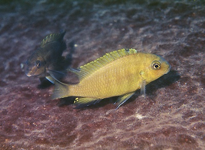 Tropheops macrophthalmus 'Linganjala Reef'